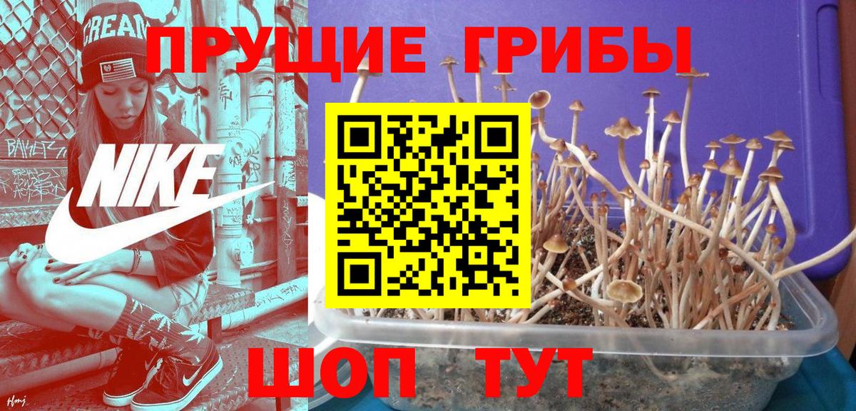 Галлюциногенные грибы Psilocybine cubensis Комсомольск-на-Амуре